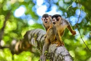 Wild Costa Rica, 13 zile