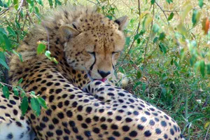 Big Five in Kenya