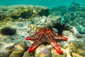 Sejur cu familia Zanzibar, Tanzania, 10 zile - octombrie 2025