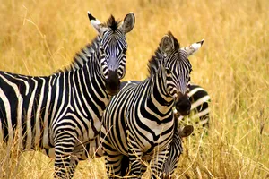 Share a Trip Tanzania - Plaja Zanzibar & safari Saadani, 10 zile - noiembrie 2026