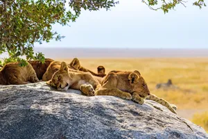 Share a Trip Tanzania - Plaja Zanzibar & safari Saadani, 10 zile - noiembrie 2025