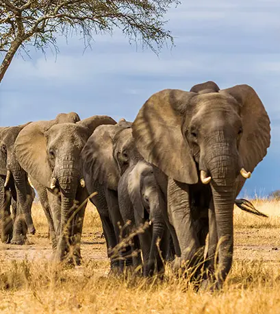 Suntem profesionisti